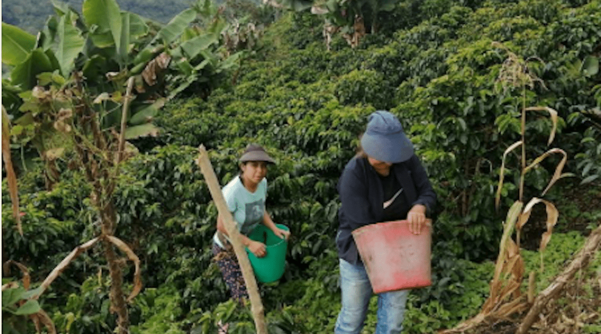 August Roaster's Choice: Colombia Hula La Plata - Lanna Coffee Co.