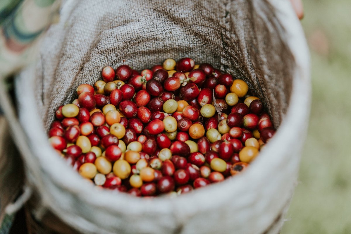 Farmer Highlight: Sok San - Lanna Coffee Co.
