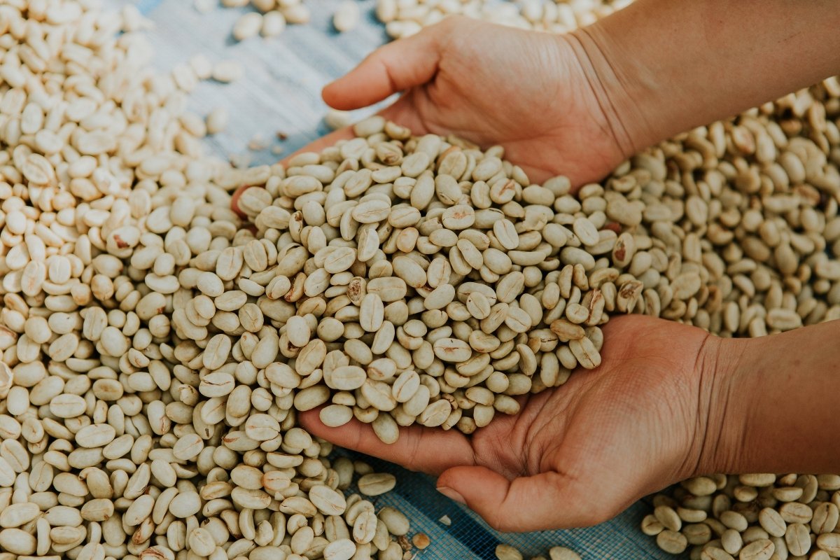 Farmer Highlight: Song San - Lanna Coffee Co.