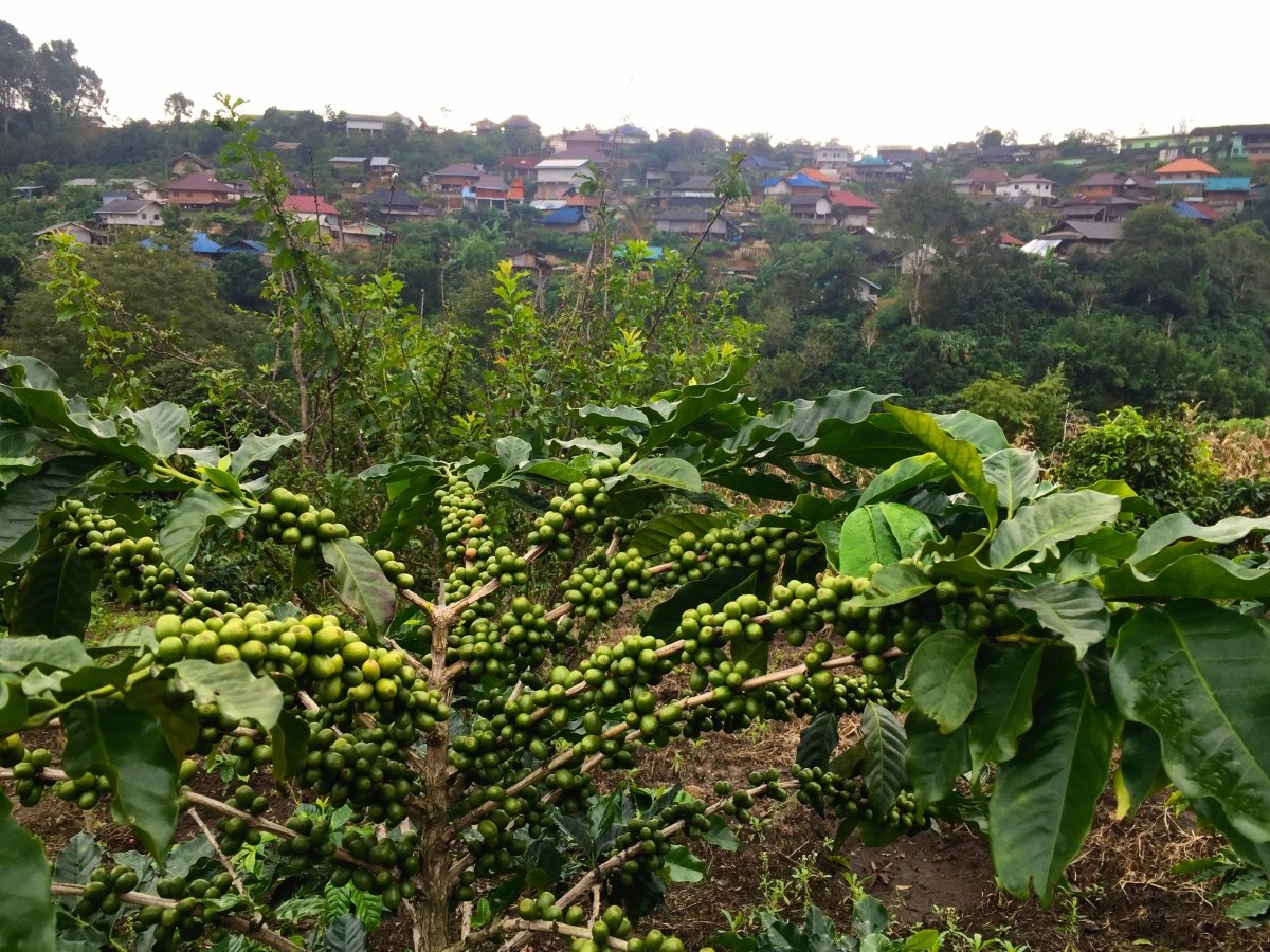 The Village of Doi Chang - Lanna Coffee Co.