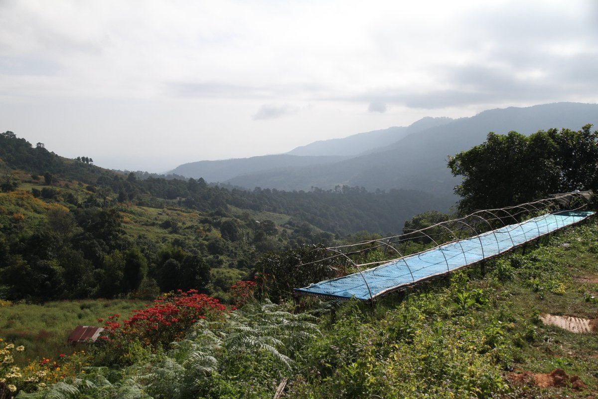 The Village of Pa Kha - Lanna Coffee Co.