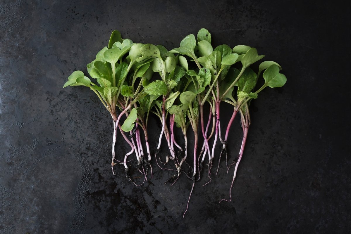 Why Coffee Grounds Make the Best Garden Fertilizer - Lanna Coffee Co.