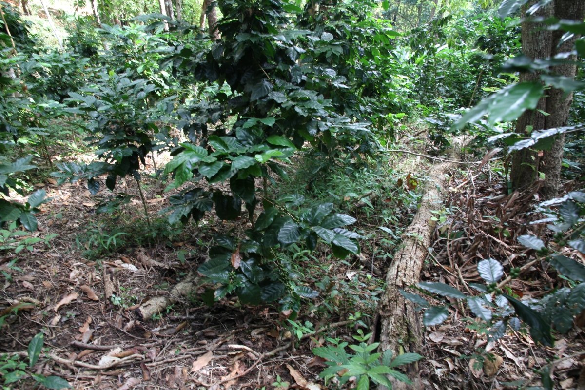 Why You Should Buy Shade-Grown Coffee - Lanna Coffee Co.