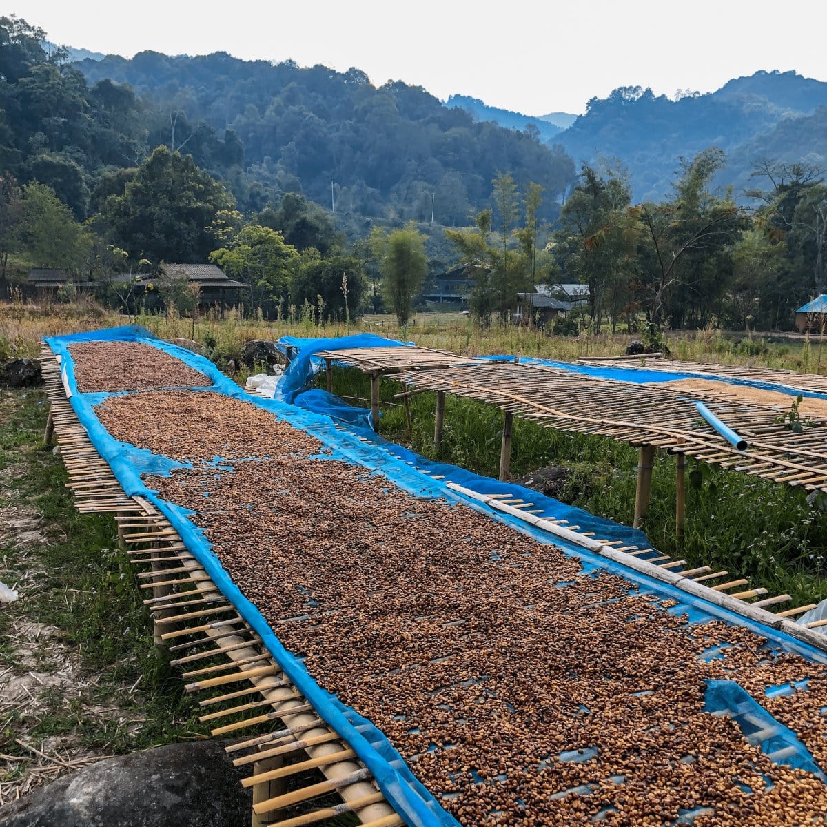 Lanna Coffee Co. Black Honey