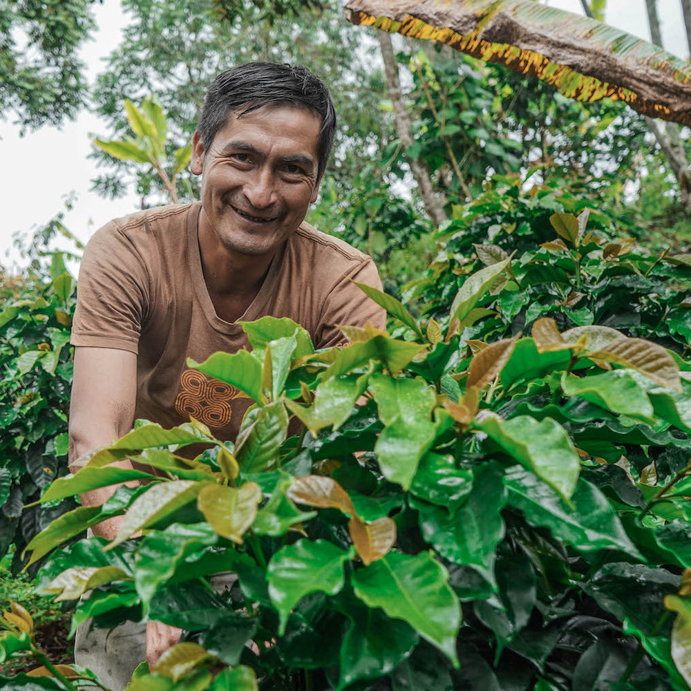 Introducing Peru Aprocassi: A Journey of Sustainability and Delicious Flavors