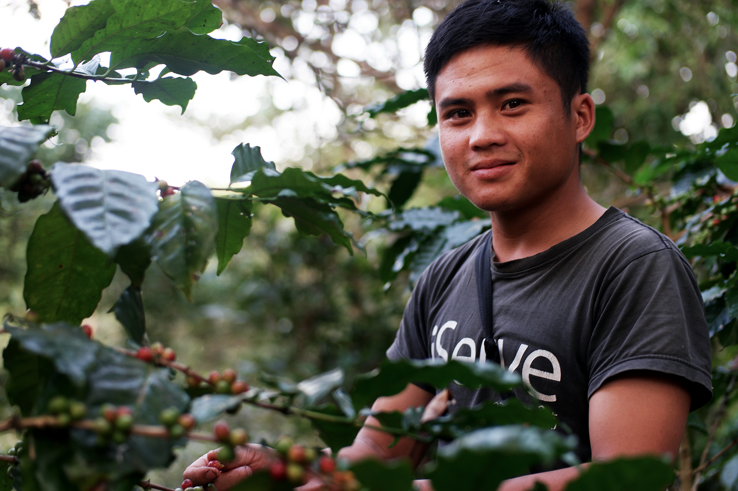 From Crop to Cup: The Incredible Journey of a Coffee Bean