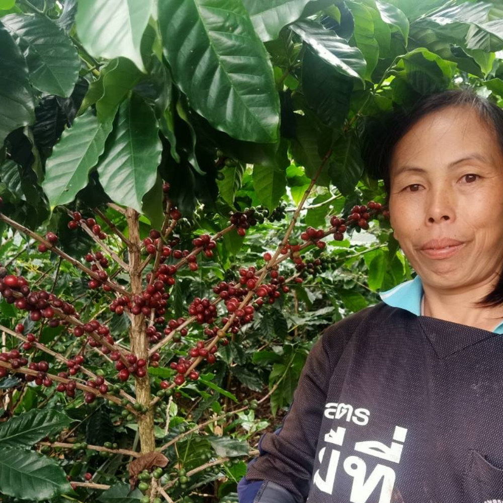 From Mountain Heights to Your Mug: The Tale of Huay Ma Liem's Coffee