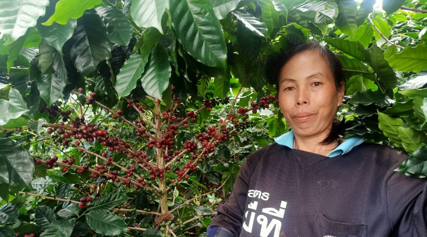 From Mountain Heights to Your Mug: The Tale of Huay Ma Liem's Coffee