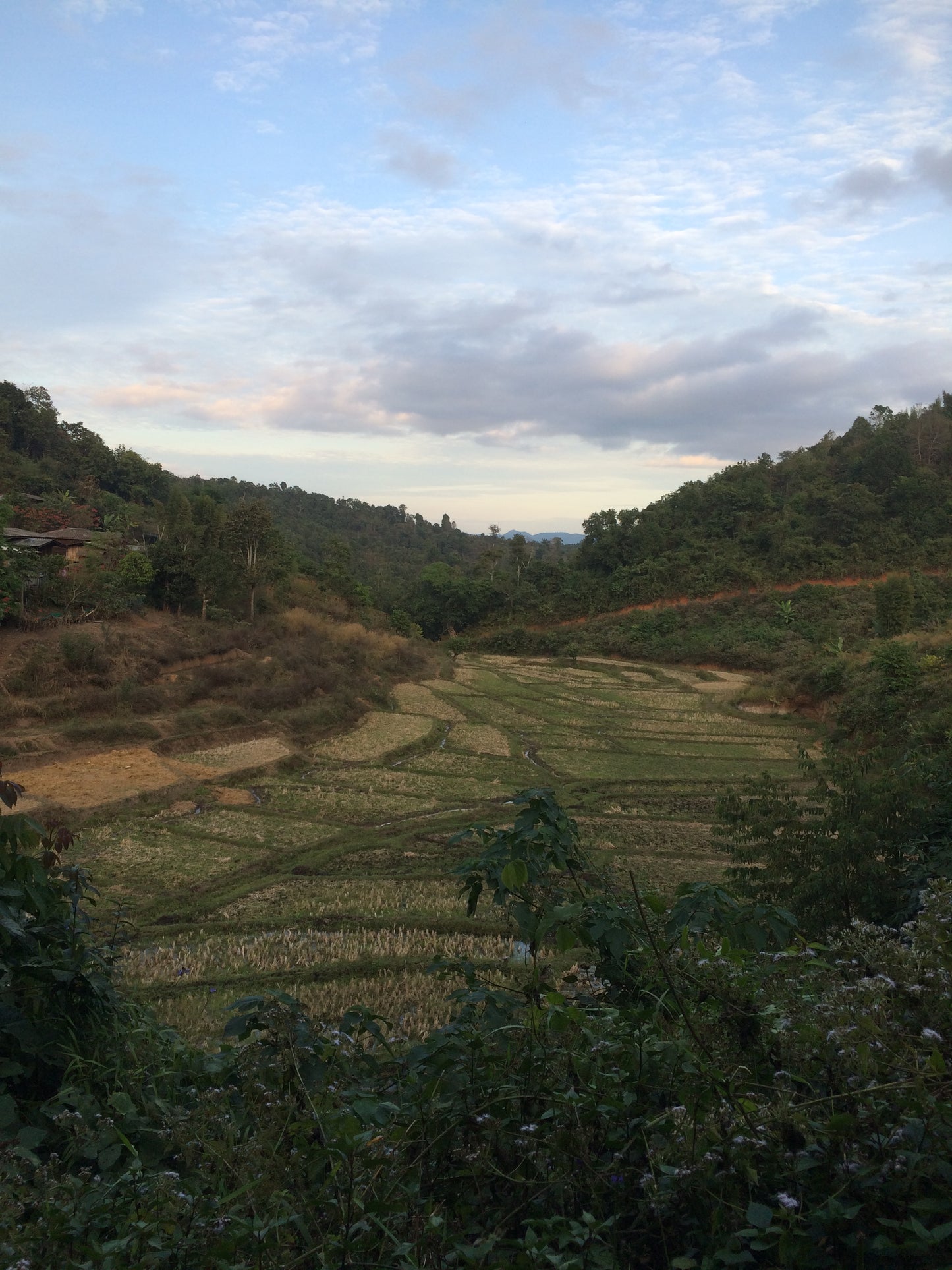 Northern Thailand Rice Fields near Shade Grown Coffee Farm