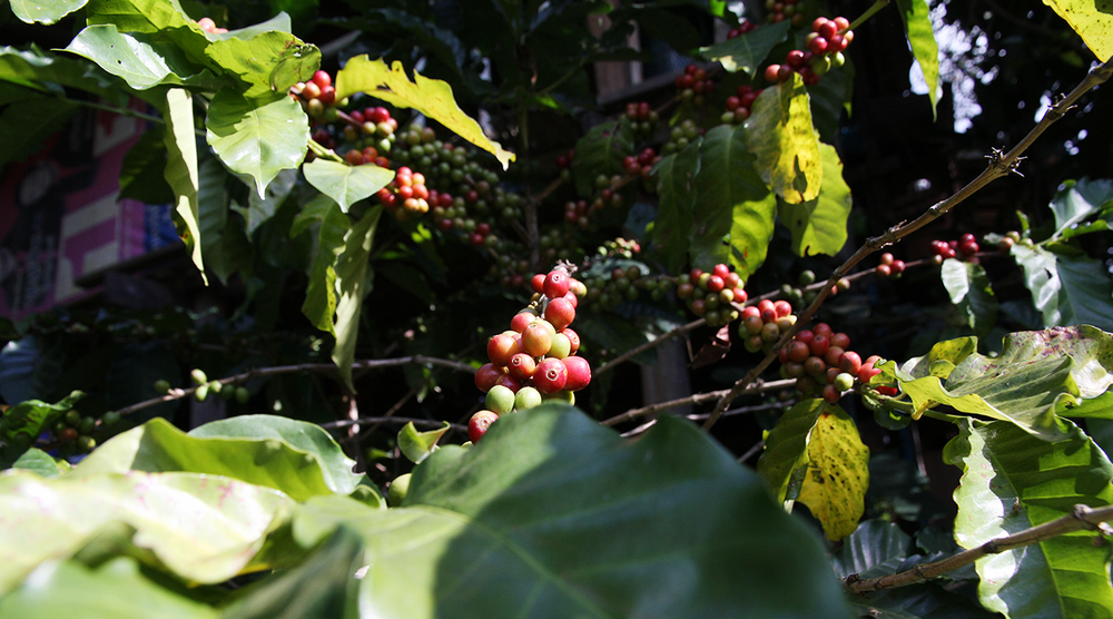 Regenerative Agriculture and Coffee
