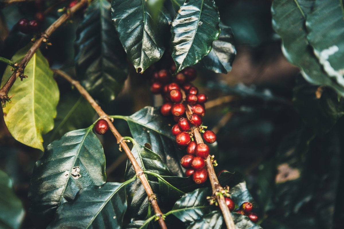 Farmer Highlight: Apichet - Lanna Coffee Co.