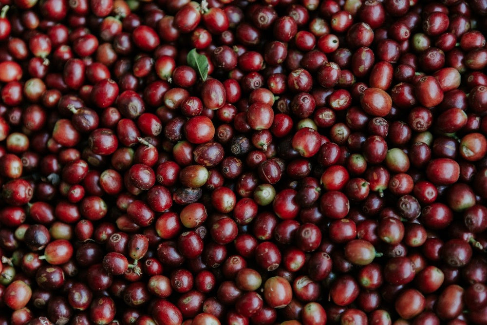 Farmer Highlight: Somchai - Lanna Coffee Co.