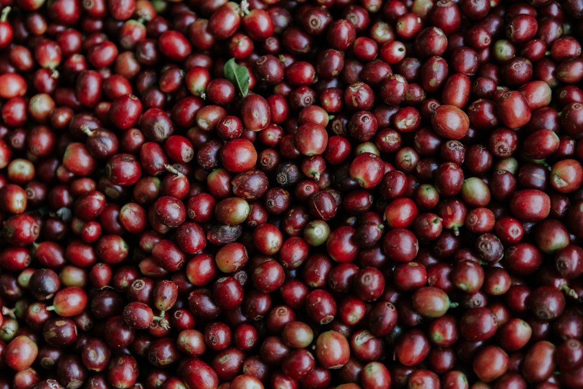 Farmer Highlight: Somchai - Lanna Coffee Co.