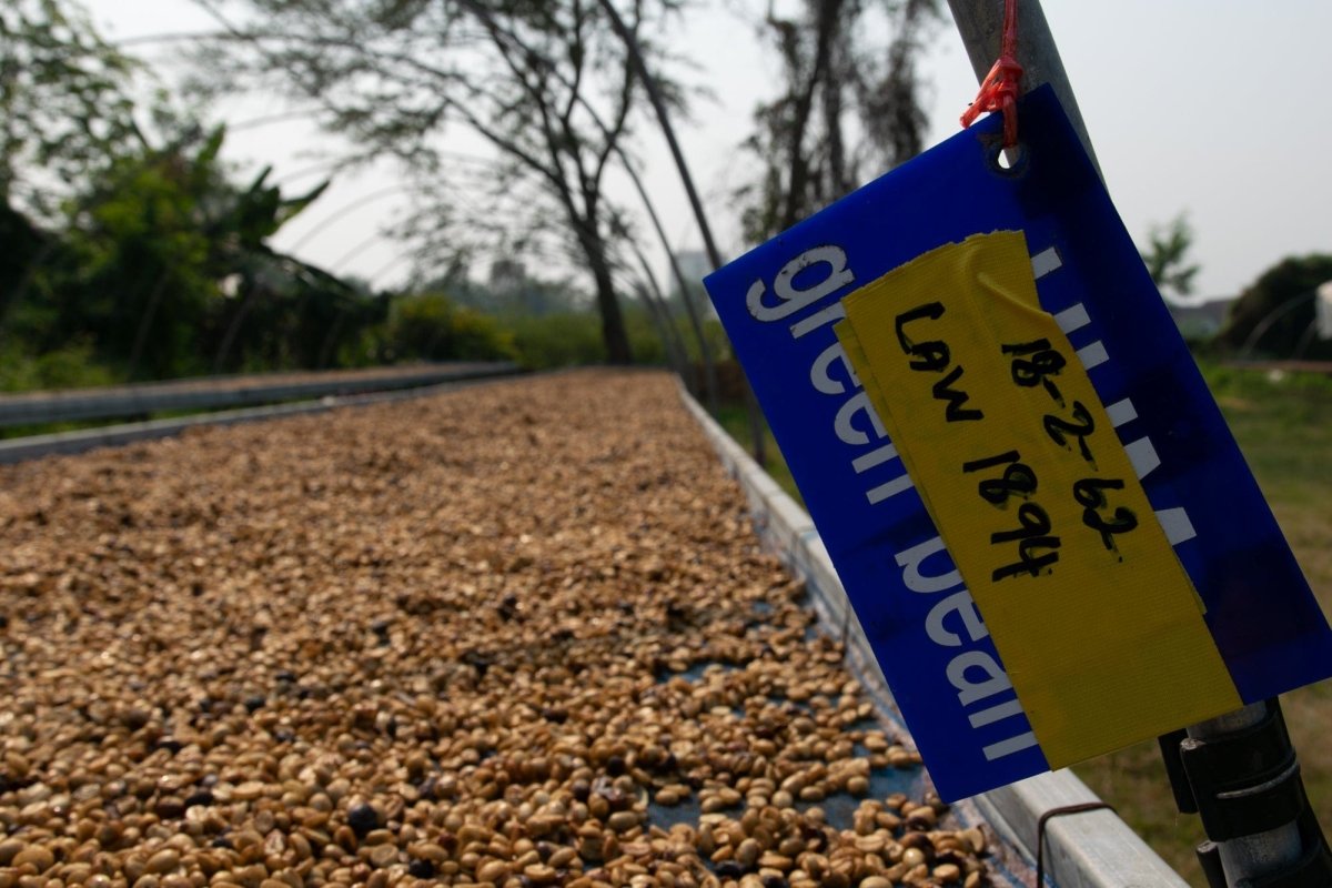 Law Wu Washed Anaerobic – A New Expression of Thai Specialty Coffee - Lanna Coffee Co.