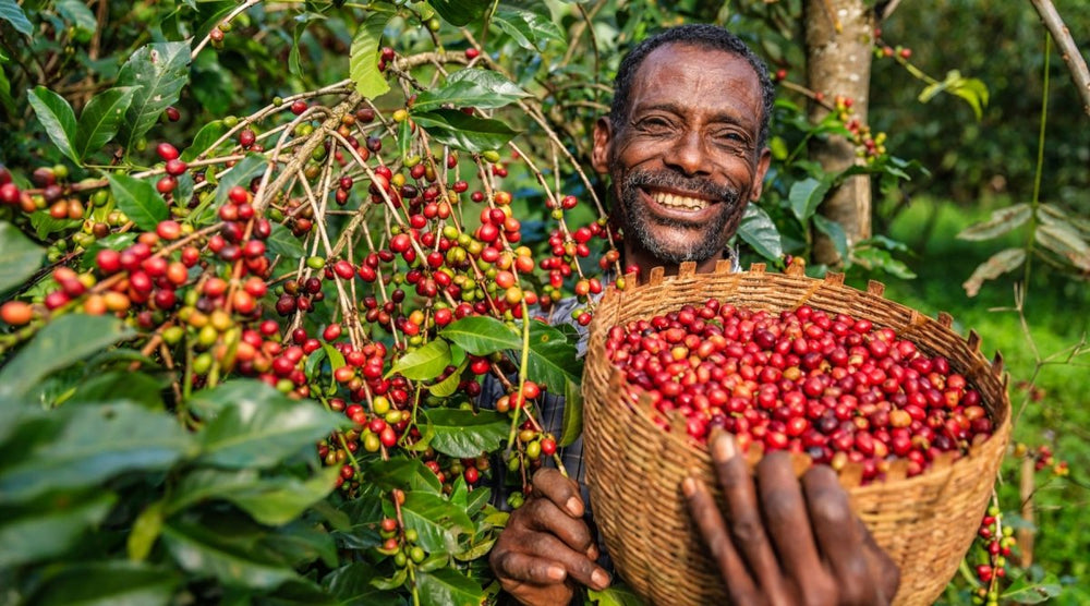 The Advantages of Direct Trade Coffee for Your Business - Lanna Coffee Co.