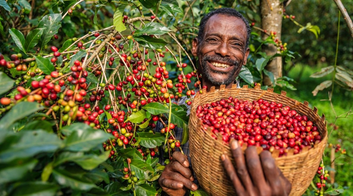 The Advantages of Direct Trade Coffee for Your Business - Lanna Coffee Co.