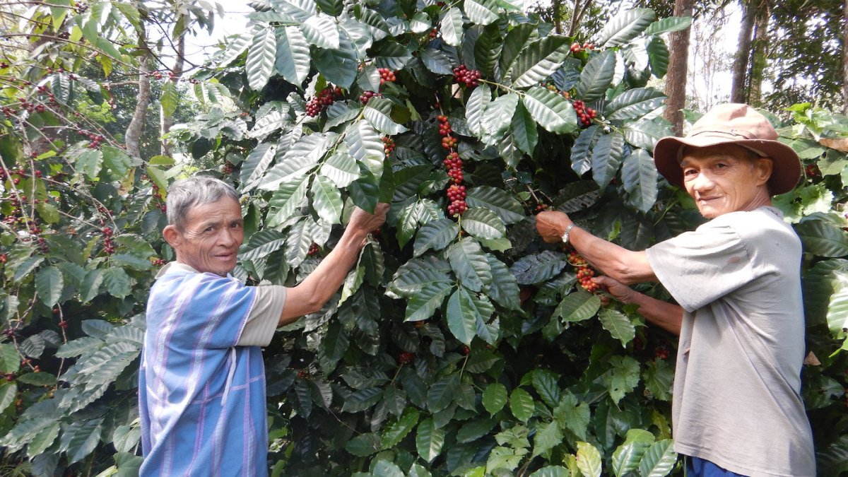 Village Highlight: Doi Inthanon - Lanna Coffee Co.