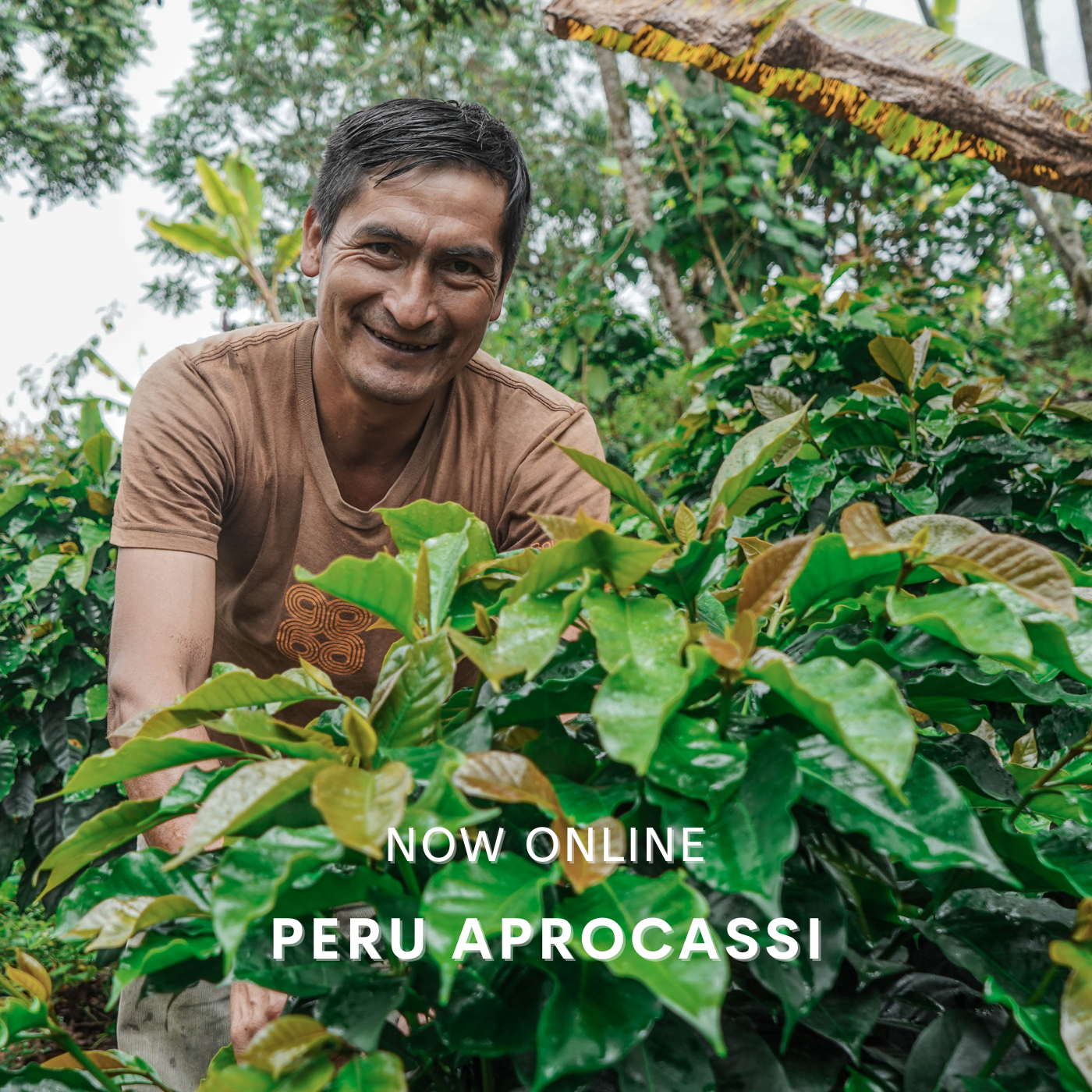 aprocassi cooperative farmer standing next to a coffee tree