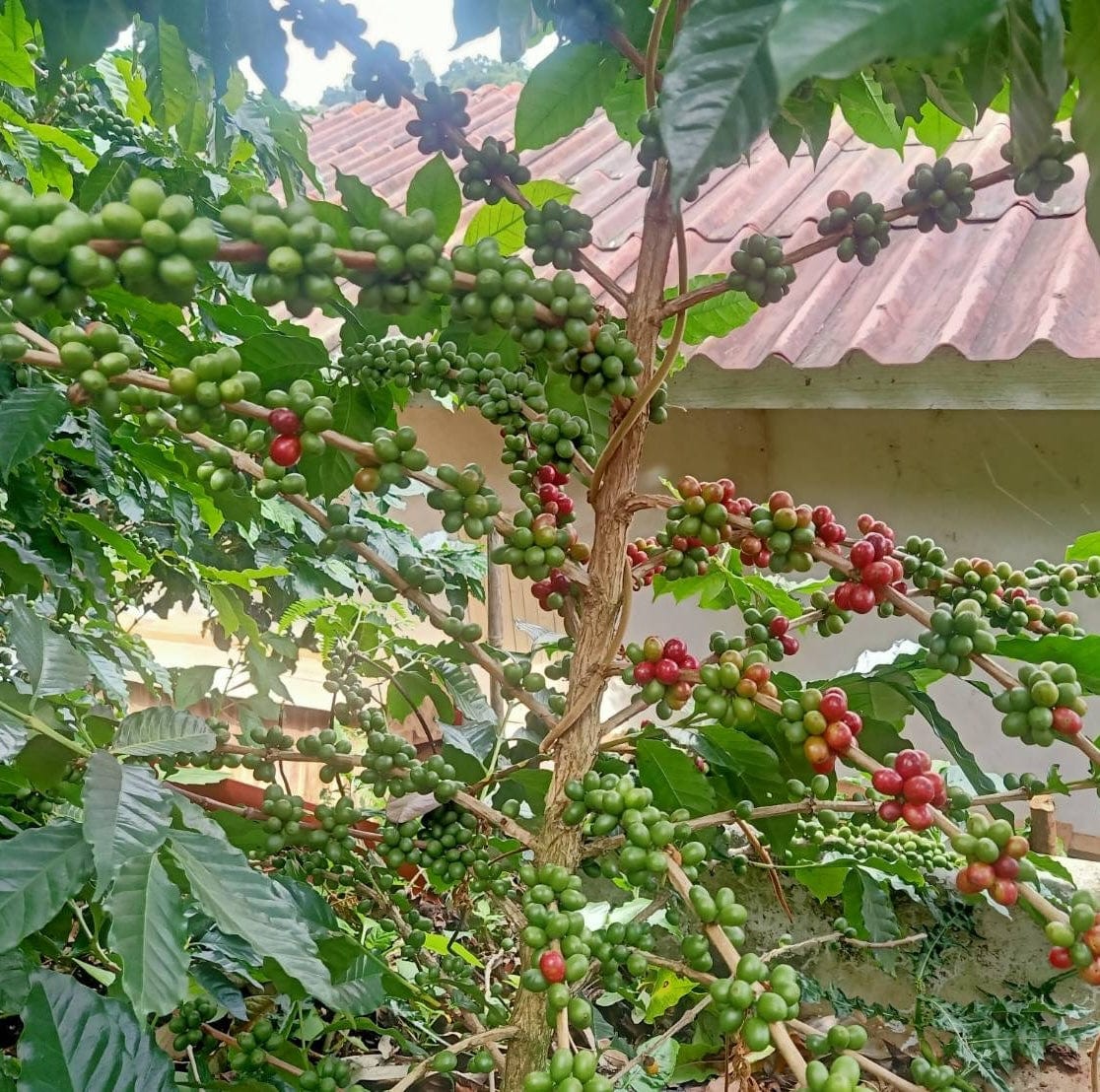
                  
                    Lanna Coffee Co. Huay Mae Liem
                  
                