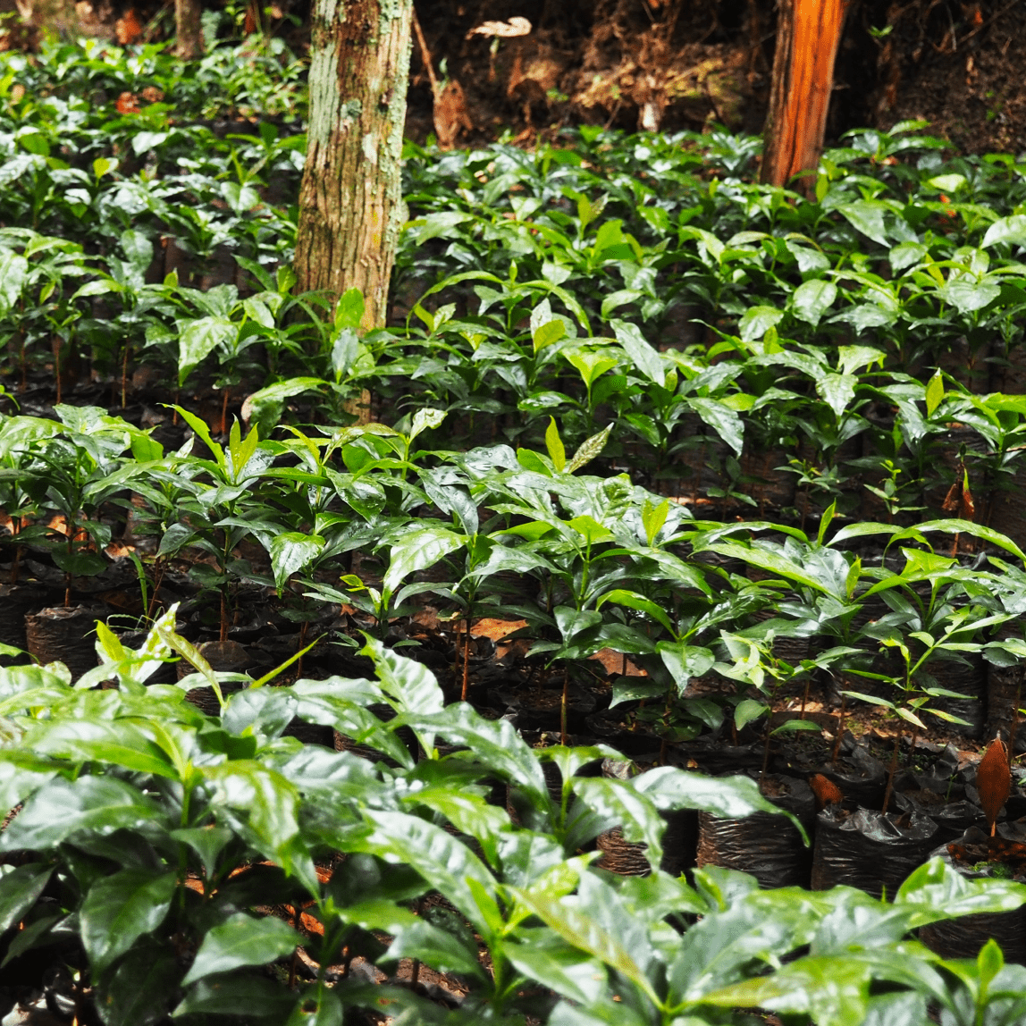 
                  
                    Lanna Coffee Co. Guatemala Asproguate Fairtrade Organic
                  
                